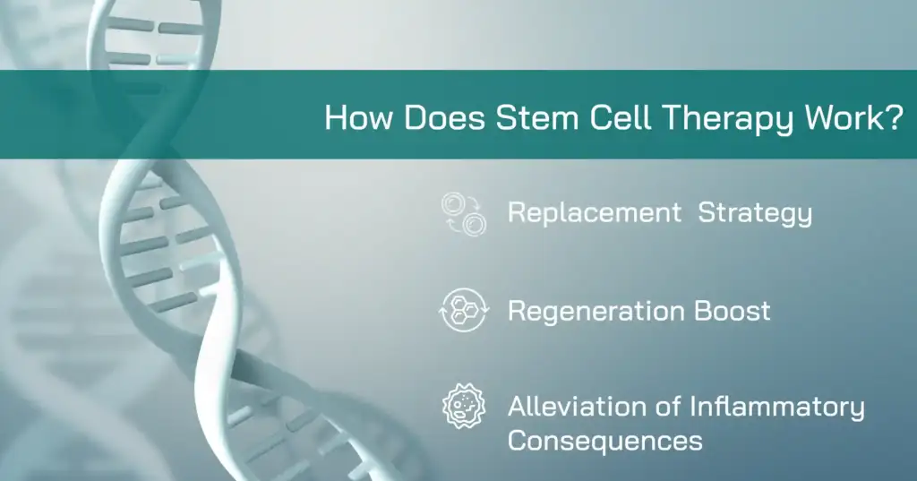 How Does Stem Cell Therapy Work?